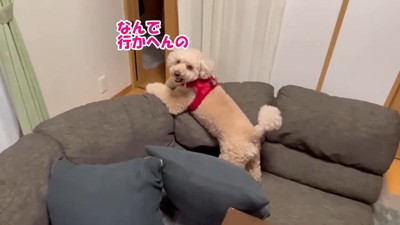 悲しげな声で鳴いています