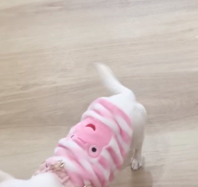 左右に揺れる子犬のしっぽ