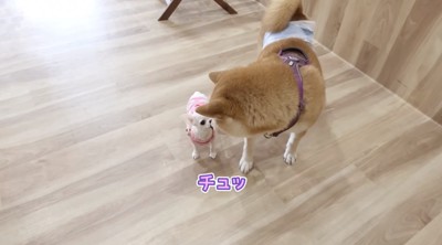子犬に鼻を近づける柴犬