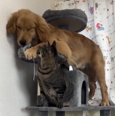犬を見上げる猫