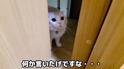 ドアの隙間から飼い主を見つめる猫