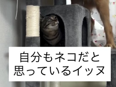 ハウスの中から見上げる猫