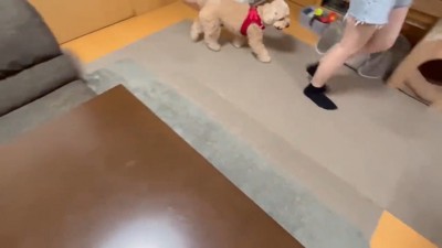 お姉ちゃんの後ろをトコトコ…