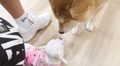 鼻のにおいをかぎ合う子犬と柴犬