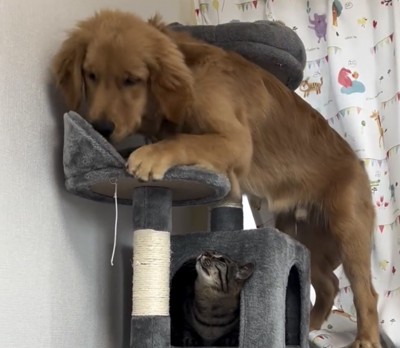 小さなステップに乗る犬