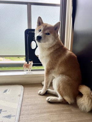 柴犬