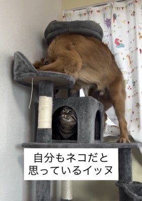 丸いベッドに体を預ける犬