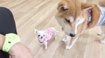 柴犬の隣に立つ子犬