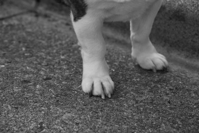 犬の両手のアップ