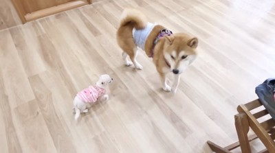 柴犬を見上げる子犬