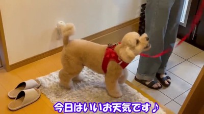 別の日、嬉しそうにお散歩に出発♪