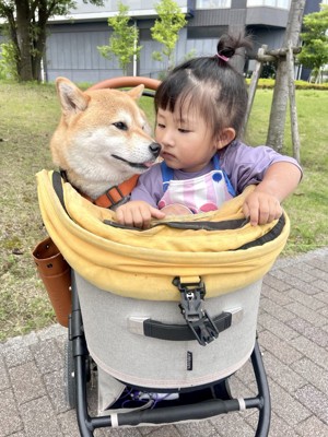 柴犬