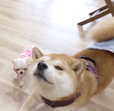 前足を伸ばして伸びをする柴犬