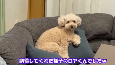 外を見たら諦めてくれました