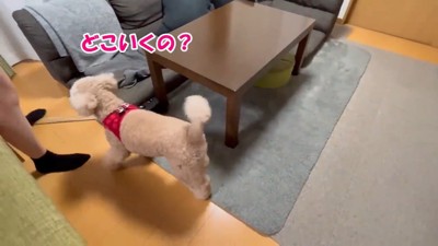 「どこ行くの？お散歩は？」