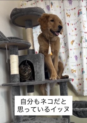 キャットタワーに並ぶ犬と猫