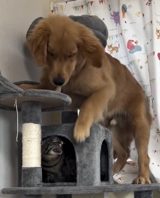 口を開ける猫と見つめる犬