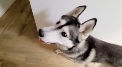 飼い主と一緒にリビングへ向かう犬