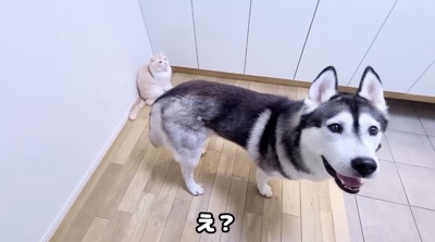 玄関に佇む犬