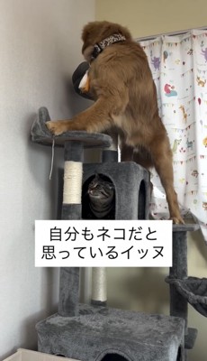 キャットタワーに登る犬と見守る猫
