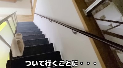 階段を降りていく猫と飼い主