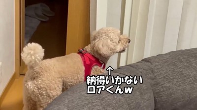お散歩が中止になって不満そう