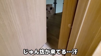 ドアの隙間から顔を覗かせる猫