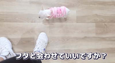 パピー教室にやってきた子犬