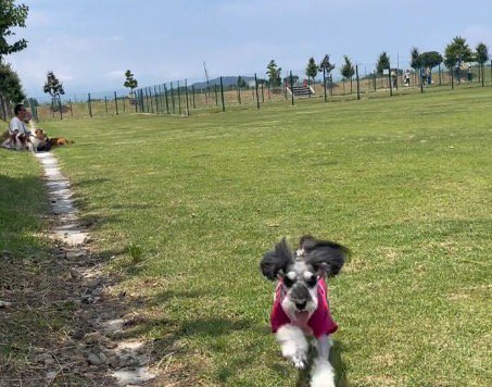 女性のところへ辿り着いた犬