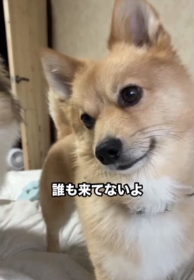 首をかしげる犬