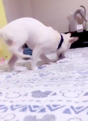破壊神だった!!