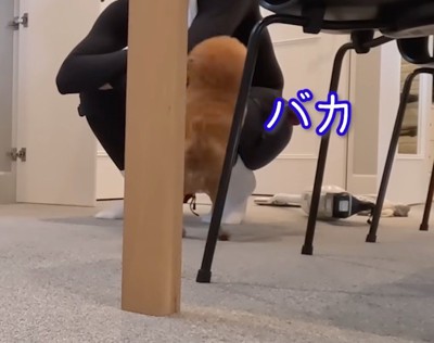 男性にジャンプする茶色い犬