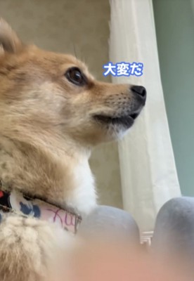 窓の外を覗く犬