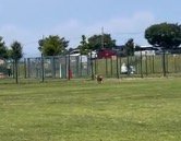 女性の方へ向かって走り出す犬