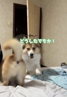 駆け付ける犬2