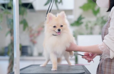 カット台の上で毛をカットされる犬