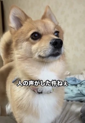 心配そうな犬