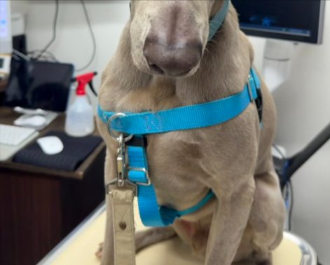 動物病院
