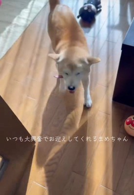 帰宅したら…