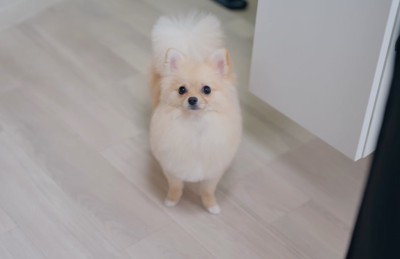カットされてフワフワになった犬