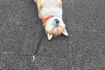 穏やか