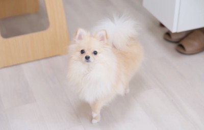 カメラを見上げる犬