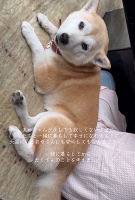 愛を注いだら、寄り添ってくつろぐように