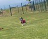 周囲を見まわす犬