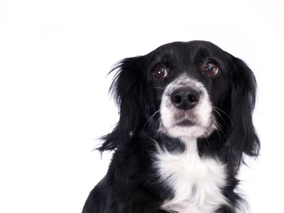 怯えた表情の犬