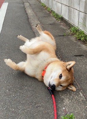 いつもの