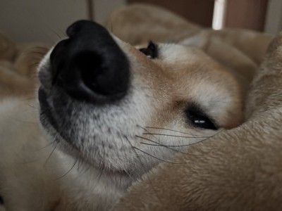 ウトウト
