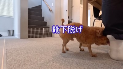 男性が履いている靴下を舐める犬