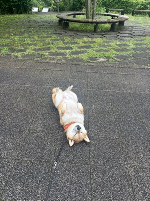 泥んこ