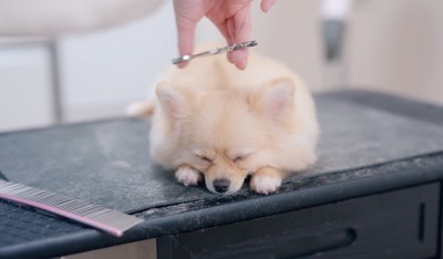 カット台の上で眠りながらトリミングされる犬